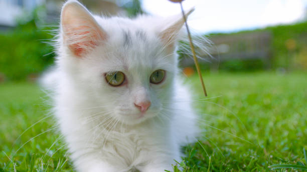 istock CLOSE UP, DOF: Kitten looks at a dry stalk of grass while lying in backyard 1185021171