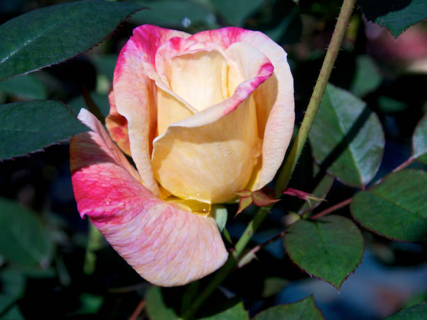istock Yellow and pink rose 1185021274