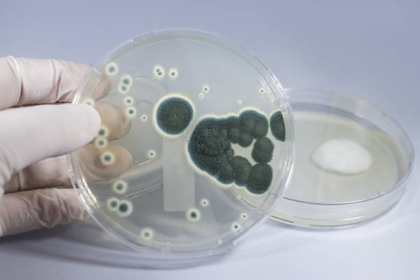 Colonies of Penicillium fungi on Sabouraud Dextrose Agar Colonies of Penicillium fungi grown on Sabouraud Dextrose Agar. Penicillium is a mold fungus that causes food spoilage, used in cheese production and produces antibiotic penicillin conidiophore photos stock pictures, royalty-free photos & images