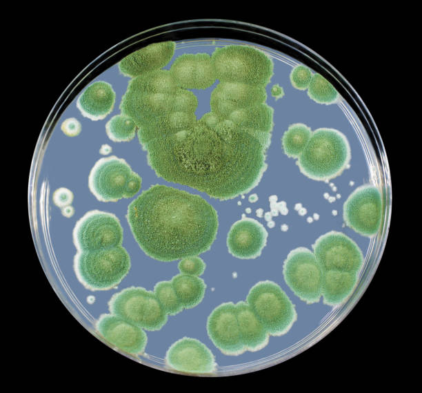 Colonies of Penicillium fungi on Sabouraud Dextrose Agar Colonies of Penicillium fungi grown on Sabouraud Dextrose Agar. Mold fungus that causes food spoilage, is used in cheese production and produces antibiotic penicillin conidiophore photos stock pictures, royalty-free photos & images