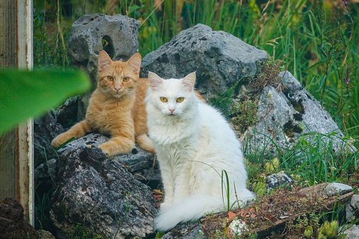 CLOSE UP: Adult ginger and white cats look at the camera while sitting on a rock in the green backyard. Cute shot of two serious domestic kittens relaxing on a large rock. Adorable furry cat friends.