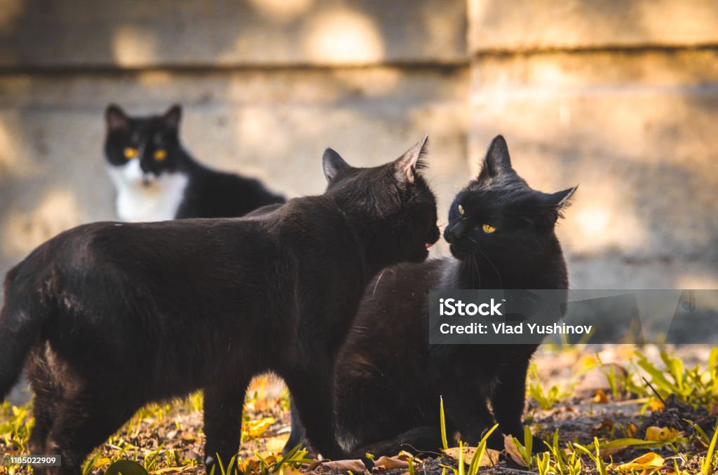 Những hình ảnh mèo đen luôn thu hút sự chú ý của chúng ta. Với bộ lông đen tuyền của mình, chúng trông rất đẹp và bí ẩn. Hãy xem hình ảnh đáng yêu của những chú mèo đen đáng yêu để thấy sự nổi bật của chúng.