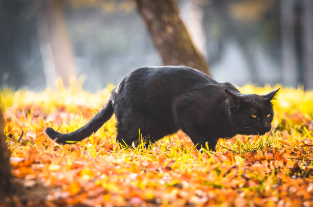 istock Black cat in yellow grass coughs sneezes or burps 1185022913