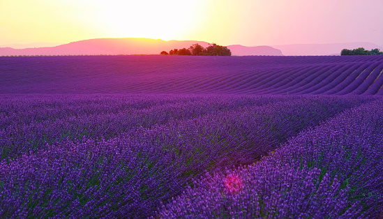 AERIAL, LENS FLARE: Evening sun sets behind the hills and shines on the endless fields of aromatic lavender shrubs. Golden sunset illuminates the picturesque countryside full of blooming lavender.