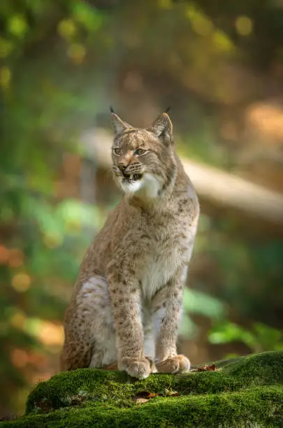 Snarling eurasian lynx sitting on a rock in front of a forest.