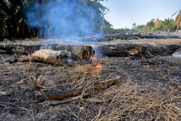 istock Oil palm plantation - Deforestation environmental 1185023724