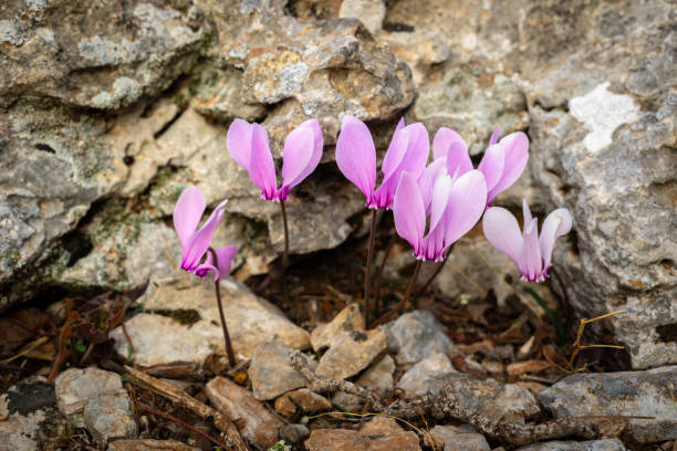 istock Cyclamen Graecum (Greek cyclamen) flowers in natural enviroment 1185023768