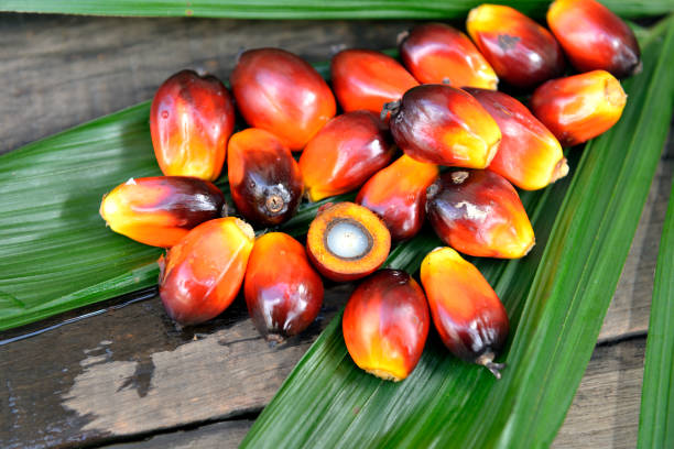 istock African Oil Palm (Elaeis guineensis). 1185023791