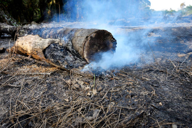 Burning old palm oil trees log. The cheapest way to clear the fields for new palm oil plantation which can cause haze. Deforestation environmental problem.