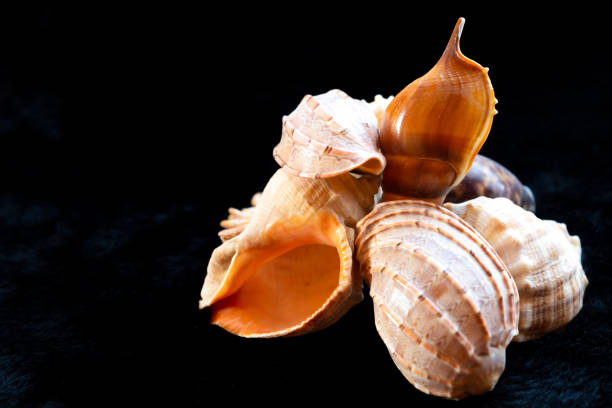 istock set seashell nautilus ribbed black background base ocean dweller 1185023925