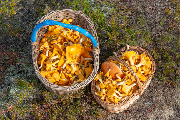 istock Two wicker baskets with chanterelles at the forest edge, top view 1185025067