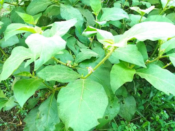 Urena lobata Urena lobata have characteristic leaves green    growth in soil mineral urena lobata photos stock pictures, royalty-free photos & images