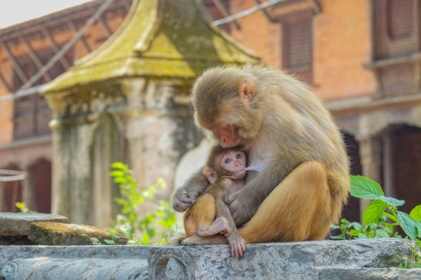 close up baby makaken fütterung, während seine mutter schaut sich um die tempel in nepal - hinduism outdoors horizontal close up stock-fotos und bilder