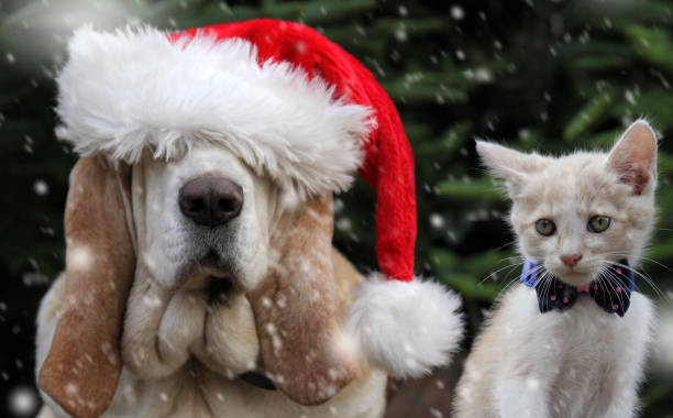 istock Basset hound and red kitten in snow 1185025518