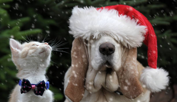 istock Dog in cap and red cat in snow 1185025520