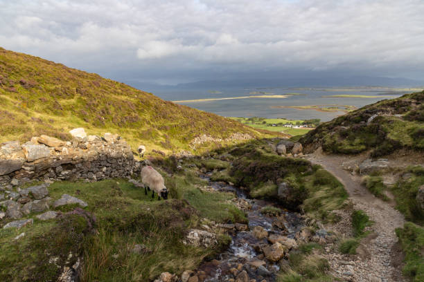 istock Sheeps, Rock wall, vegetation and stream at Croagh Patrick mountain 1185025640