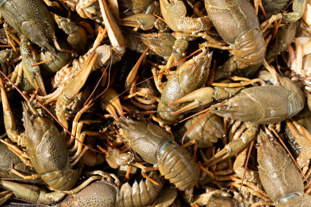 istock Lobsters in Fish Market 1185026501