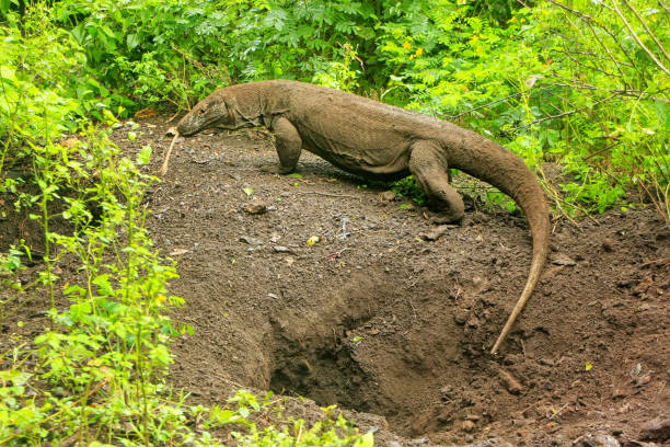 Komodo dragon walking out of a hole on Rinca Island in Komodo National Park, Nusa Tenggara, Indonesia Komodo dragon walking out of a hole on Rinca Island in Komodo National Park, Nusa Tenggara, Indonesia. It is the largest living species of lizard pulau komodo stock pictures, royalty-free photos & images