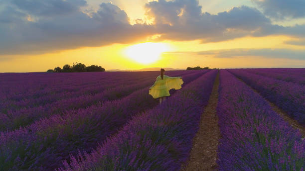 istock AERIAL: Flying behind unrecognizable woman walking along rows of lavender. 1185026951