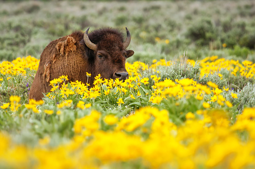 Male bison lying in the field with flowers, Yellowstone National Park, Wyoming, USA