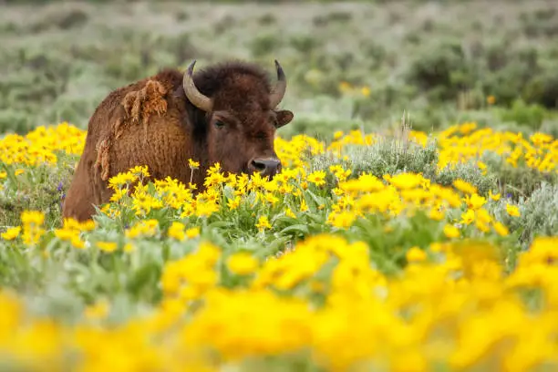 Photo of Male bison lying in the field with flowers, Yellowstone National Park, Wyoming