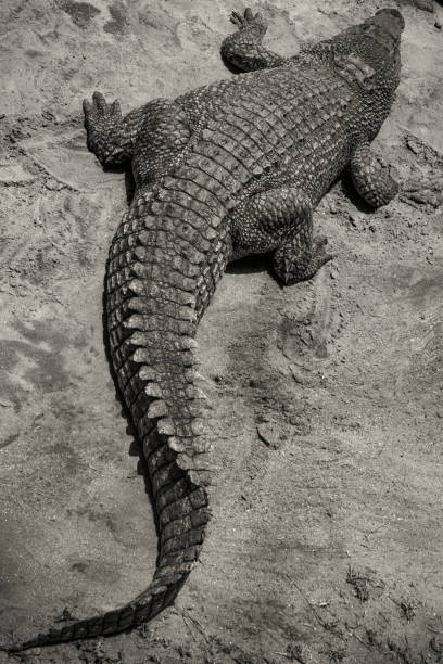 istock A large crocodile swamp sun baking and resting on the sand 1185027731