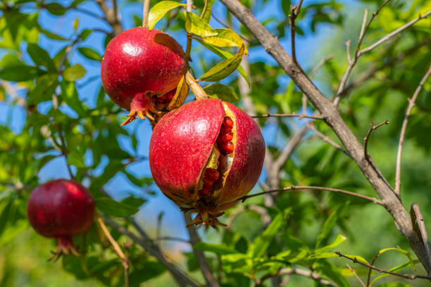 fruit ouvert mûr de grenade s'arrêtant sur la branche d'arbre - grenadier arbre fruitier photos et images de collection