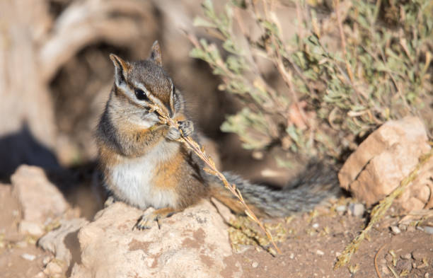 istock ground squirrel chipmunk western USA 1185028273