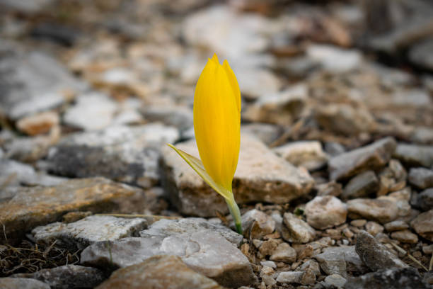 Sternbergia lutea (the autumn daffodil, lily of the field, yellow autumn crocus) flowers