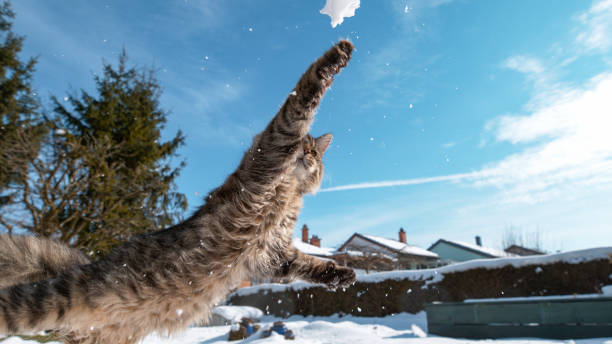 istock LOW ANGLE: Kitten tries to catch a snowball while playing in the backyard. 1185028989