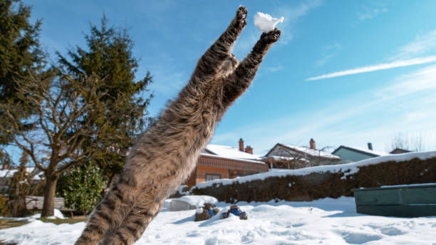 istock CLOSE UP, DOF: Furry cat jumps and catches a snowball with its front paws. 1185029057