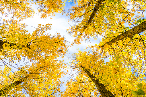 Yellow autumn trees shot directly below. Predominant colors are yellow and brown. XXXL 42Mp studio photo taken with SONY A7rII and Zeiss Batis 40mm F2.0 CF