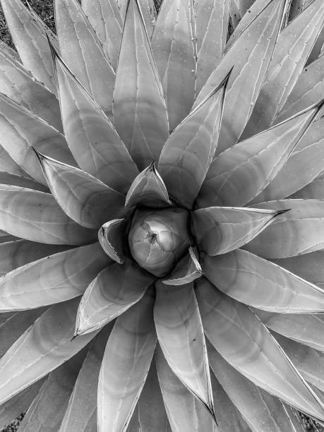 istock Desert cacti in west 1185029116