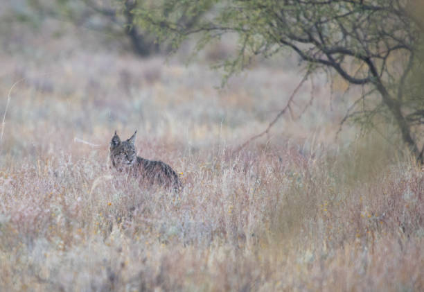 istock desert lynx in grasslands 1185030082