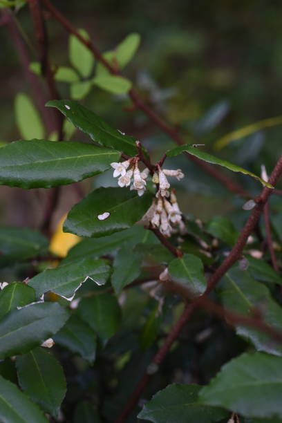 istock Elaeagnus pungens flowers 1185030190
