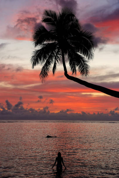 Silhouette of leaning palm tree and a woman at sunrise on Taveuni Island, Fiji Silhouette of leaning palm tree and a woman at sunrise on Taveuni Island, Fiji. Taveuni is the third largest island in Fiji. taveuni stock pictures, royalty-free photos & images