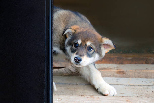 A white dog lies on the veranda near the front door to the house.