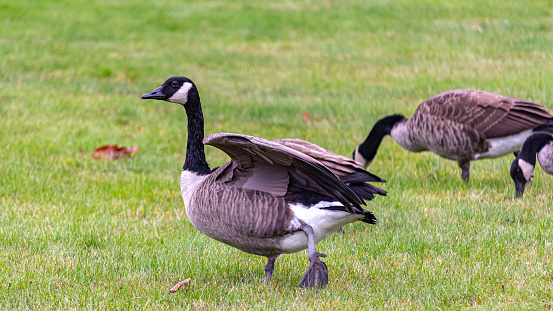 A Canada goose is standing in a field of cut grass as it stretches its wings out. Two other geese are visible foraging in the grass behind it.