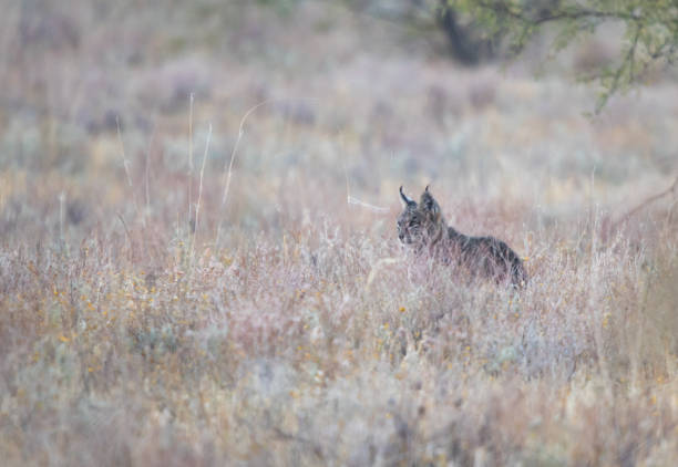 istock desert lynx in grasslands 1185032537