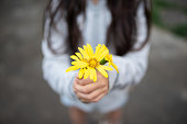 黄色い花を差し出す少女