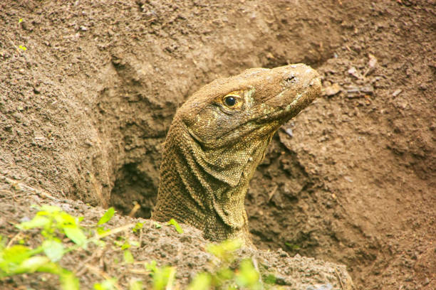 Portrait of Komodo dragon digging a hole on Rinca Island in Komodo National Park, Nusa Tenggara, Indonesia Portrait of Komodo dragon digging a hole on Rinca Island in Komodo National Park, Nusa Tenggara, Indonesia. It is the largest living species of lizard pulau komodo stock pictures, royalty-free photos & images
