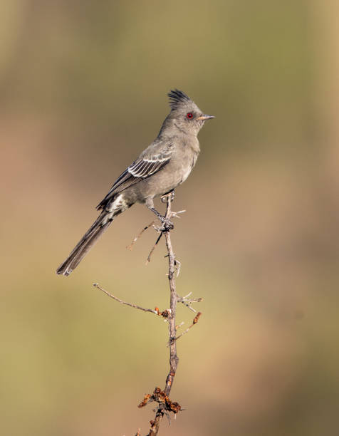 istock phainopepia in desert cactus 1185032957