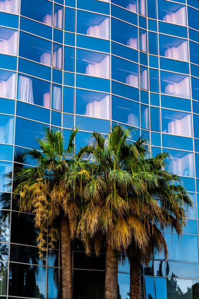 istock Palm trees against the blue windows of a large office building. 1185033012