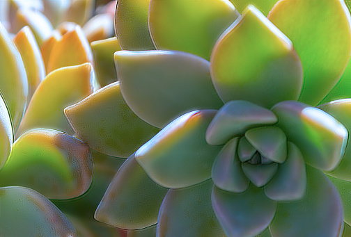 Closeup  succulent green plant cactus. echeveria