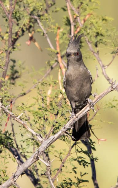 istock phainopepia in desert cactus 1185033630