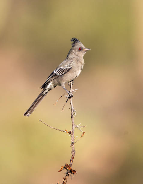 istock phainopepia in desert cactus 1185033769
