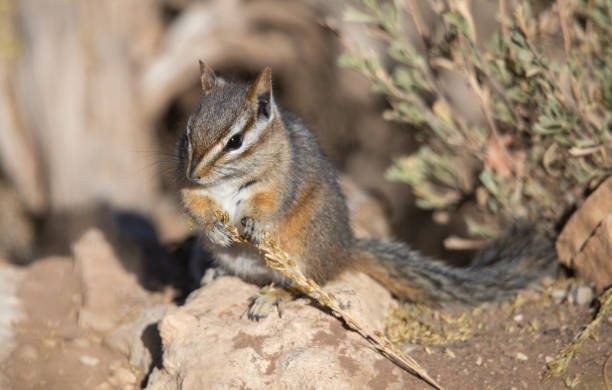 istock ground squirrel chipmunk western USA 1185033902