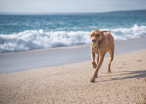 A fit and healthy pet yellow labrador retriever dog running along a sandy beach and playing fetch with a ball in its mouth in Cornwall, UK with copy space