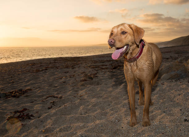 szczęśliwy i zdrowy pies labrador retriever pies na plaży o zachodzie słońca - sunset beach flash zdjęcia i obrazy z banku zdjęć