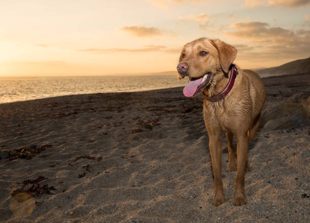 um cão feliz e saudável do retriever de labrador do animal de estimação em uma praia no por do sol - sunset beach flash - fotografias e filmes do acervo